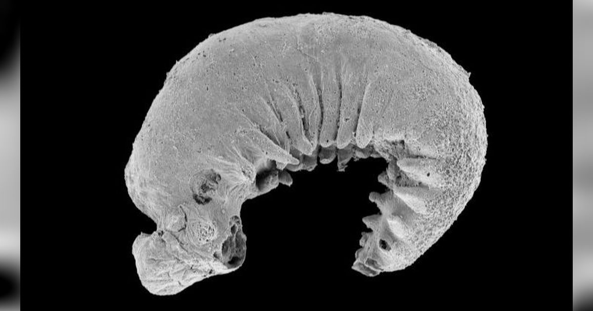 Fosil Larva Misterius Berusia 520 Juta Tahun Ditemukan dengan Otak dan Tubuh Lengkap, Begini Penampakannya