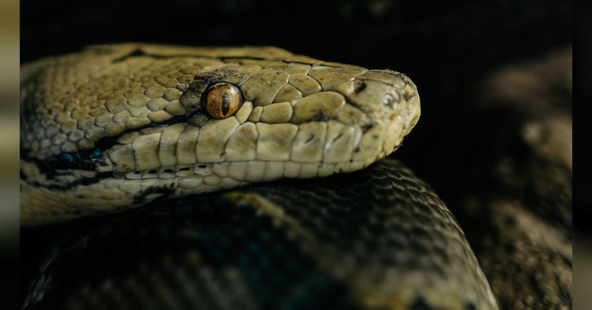 Wanita Ini Iseng Curhat ke Panji Petualang Soal Ular Cobra di Rumah, Begini Responsnya yang Banjir Pujian