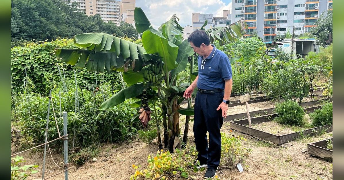 FOTO: Jadi Pertanda Buruk, Ini Penampakan Pohon Pisang yang Mulai Berbuah di Korea Selatan