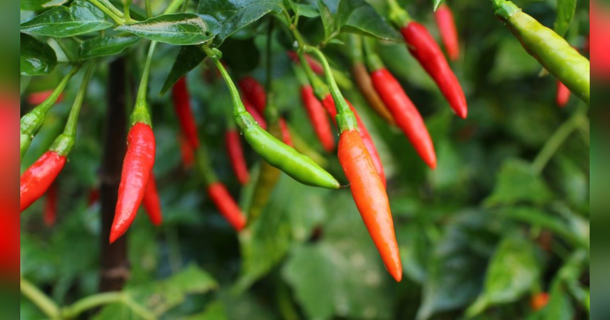 4 Tanaman Buah dan Sayur yang Bisa Ditanam di Rumah, Hasilnya Bisa Dinikmati Sendiri