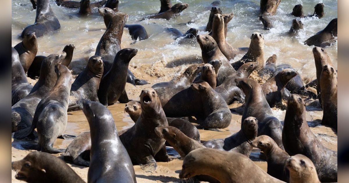 FOTO: Penampakan Pantai California di Amerika Serikat Dikuasai Gerombolan Singa Laut