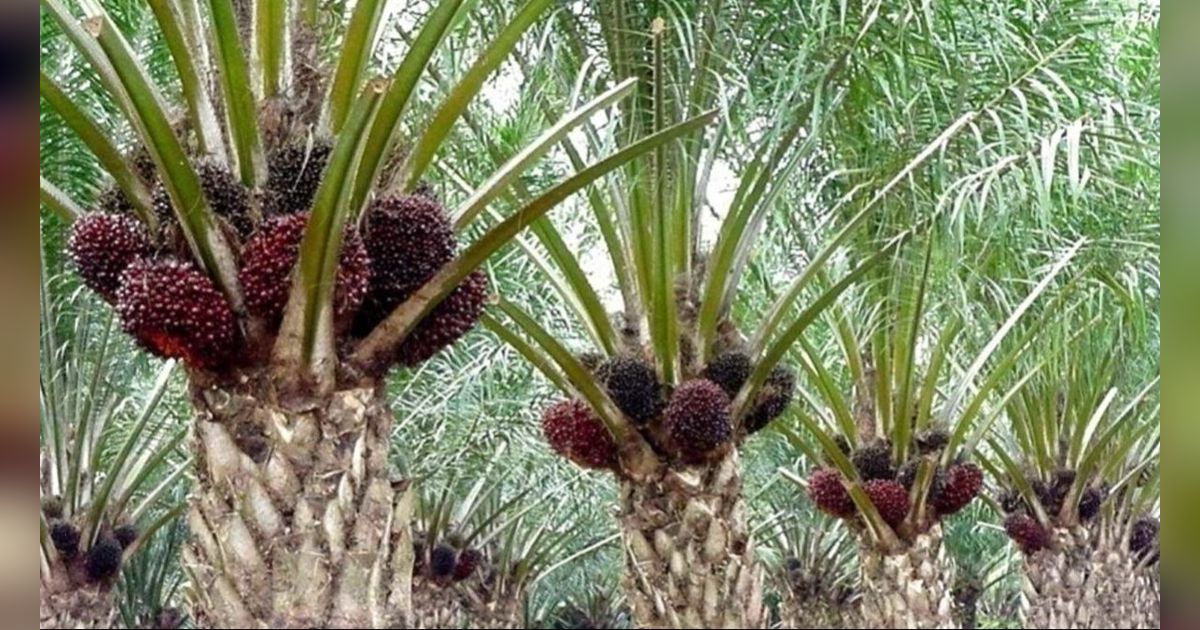 Tega Banget! Mandor Perusahaan Borgol Bocah Ambil Brondolan Sawit Sampai 5 Jam Tak Dilepas, ini Potretnya