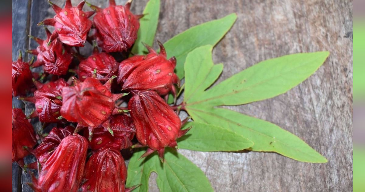 7 Efek Samping Bunga Rosella, Sering Buang Air Kecil hingga Tekanan Darah Rendah