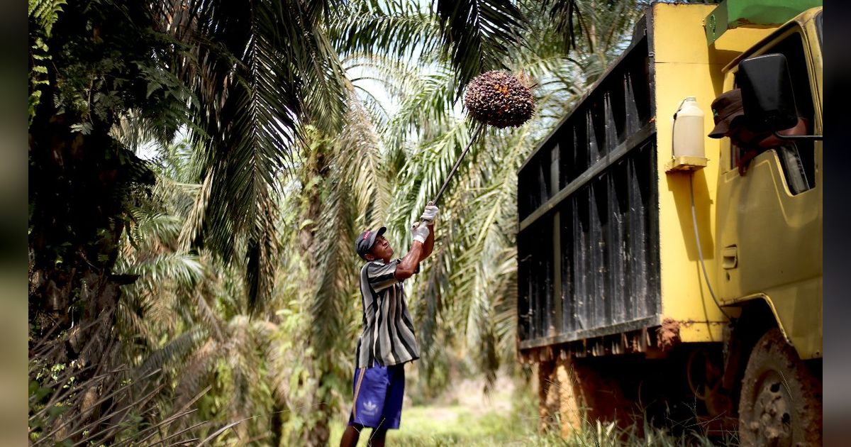 Diborgol karena Diduga Tepergok Ambil Brondol Sawit, Remaja di Pekanbaru Ditinggal Sendirian Selama 5 Jam