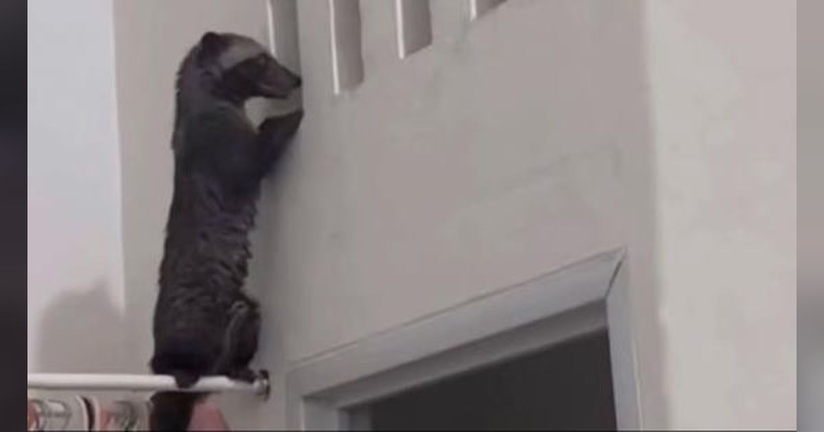 Dikira Boneka, Musang Tepergok Asyik Nangkring di Atas Jemuran Sambil Ngintip ke Dalam Kamar Mandi, Netizen Penasaran yang Dilihatnya