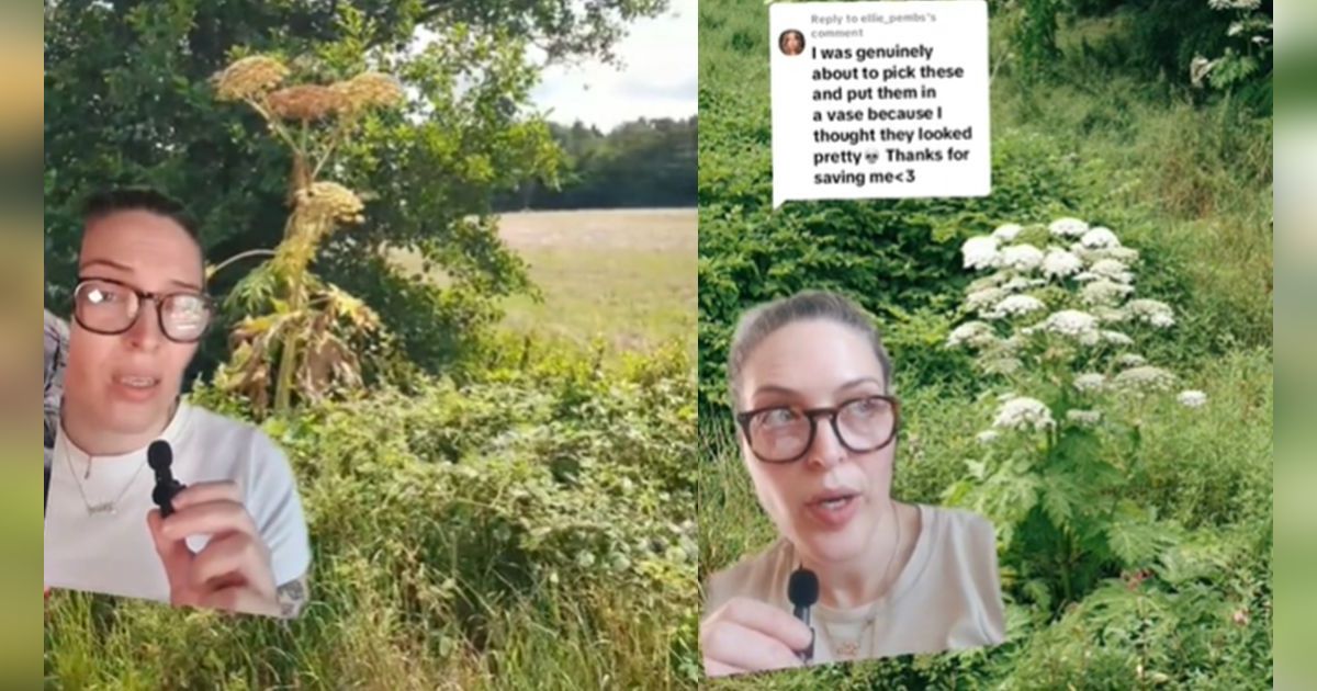 Ditemukan Pohon Beracun di Taman Kota, Efeknya Bikin Kulit Melepuh