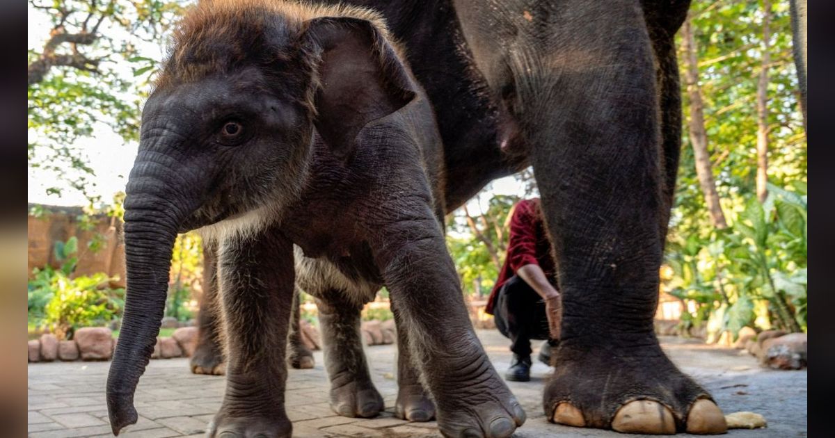 FOTO: Perkenalkan Ini Rocky Balboa, Anak Gajah Hasil Perkawinan Lembang dan Doa di Kebun Binatang Surabaya