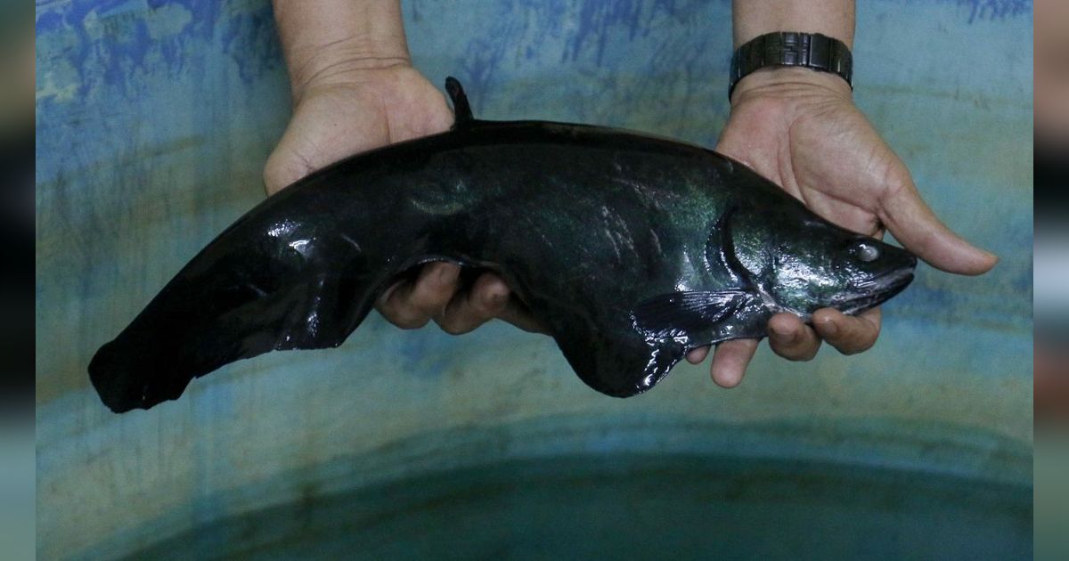 FOTO: Mengunjungi Pusat Konservasi Ikan Belida Terancam Punah di Palembang