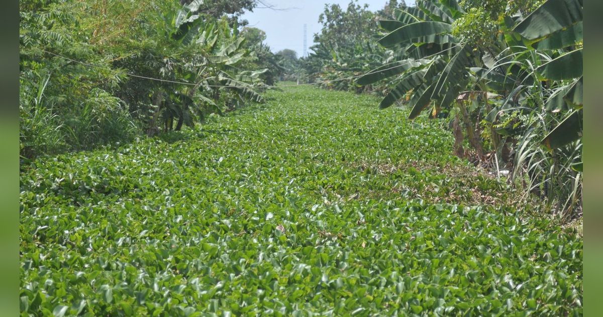 FOTO: Musim Kemarau, Lautan Eceng Gondok Penuhi Aliran Kali di Bekasi