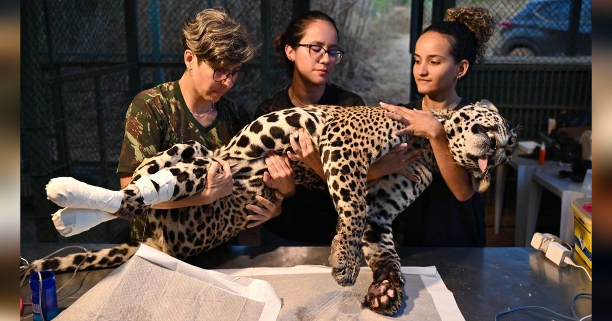 FOTO: Mengintip Perawatan Jaguar Betina Terluka Akibat Kebakaran Hutan di Brasil