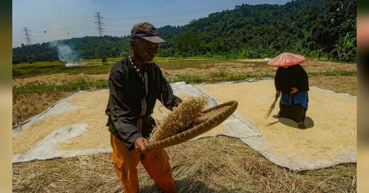 FOTO: Dua Faktor Ini Sebabkan Satu Liter Beras di Tingkat Petani Naik, Harganya Sekarang Jadi Segini