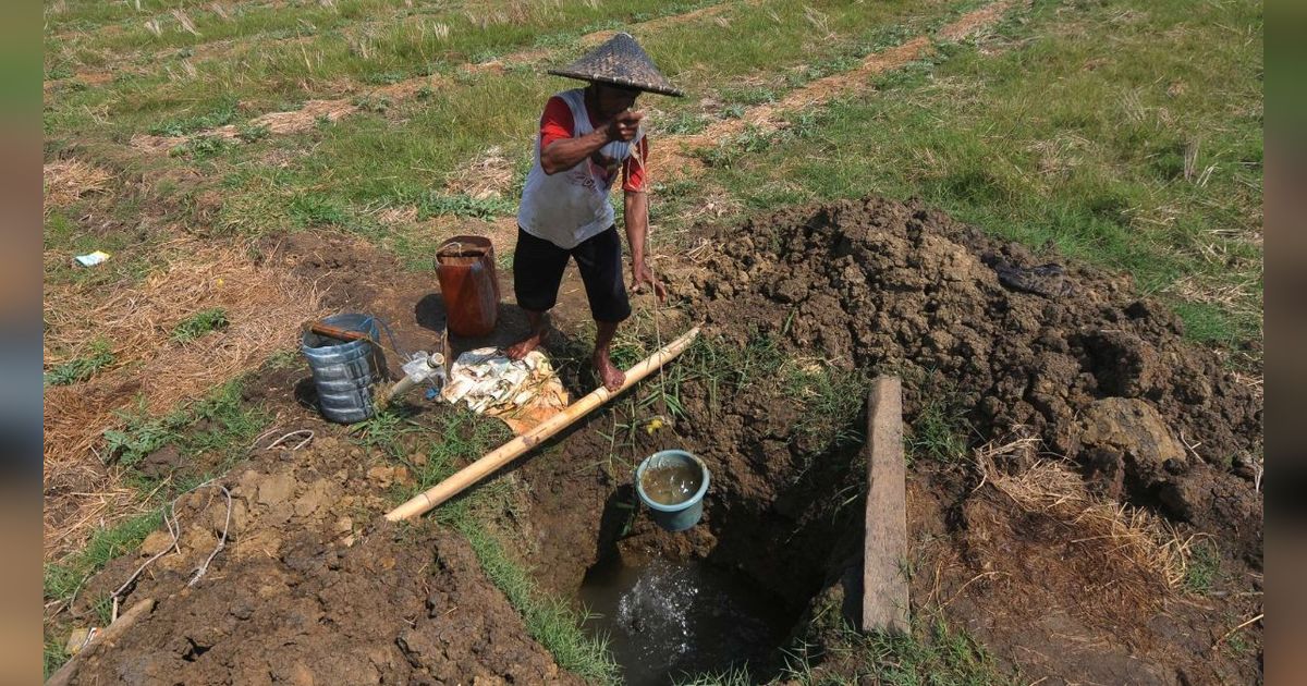 FOTO: Bekasi Mengering, Petani Menjerit Harus Gali Sumur Sedalam Dua Meter