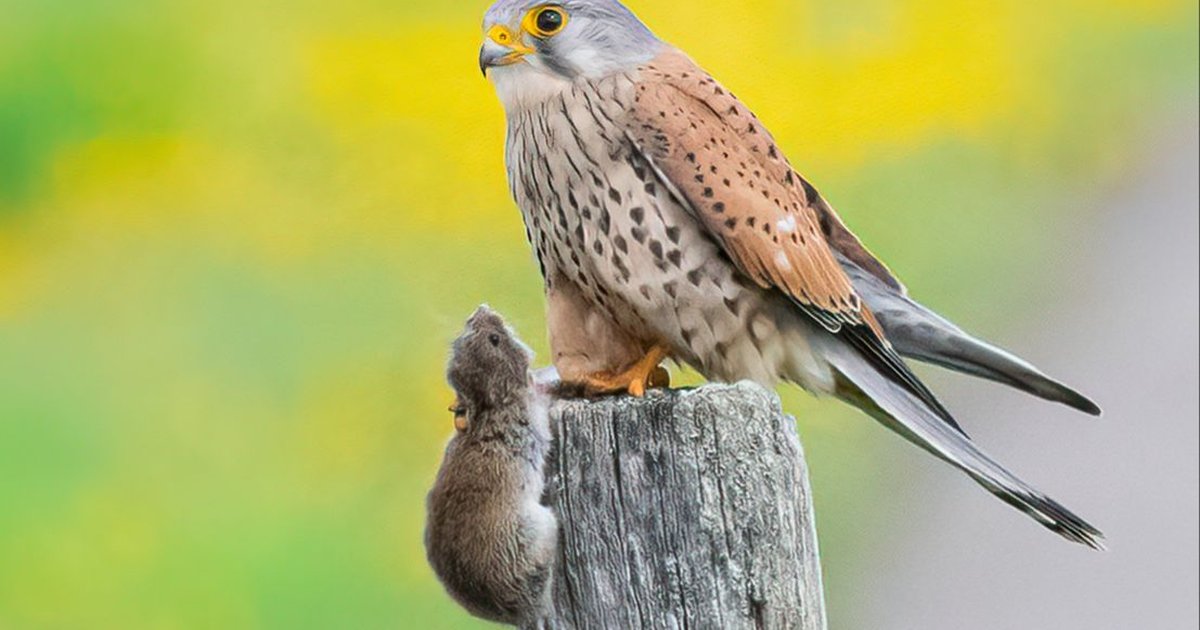 Fakta Unik tentang Kestrel, Predator Kecil dengan Warna Cantik