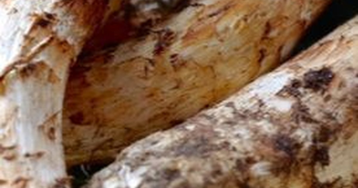 Matsutake, Jenis Jamur Paling Mahal di Dunia