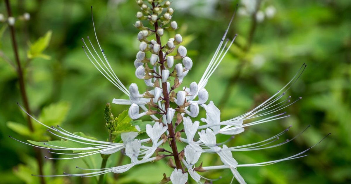 Tips Merebus Daun Pecah Beling dan Kumis Kucing untuk Batu Ginjal dan