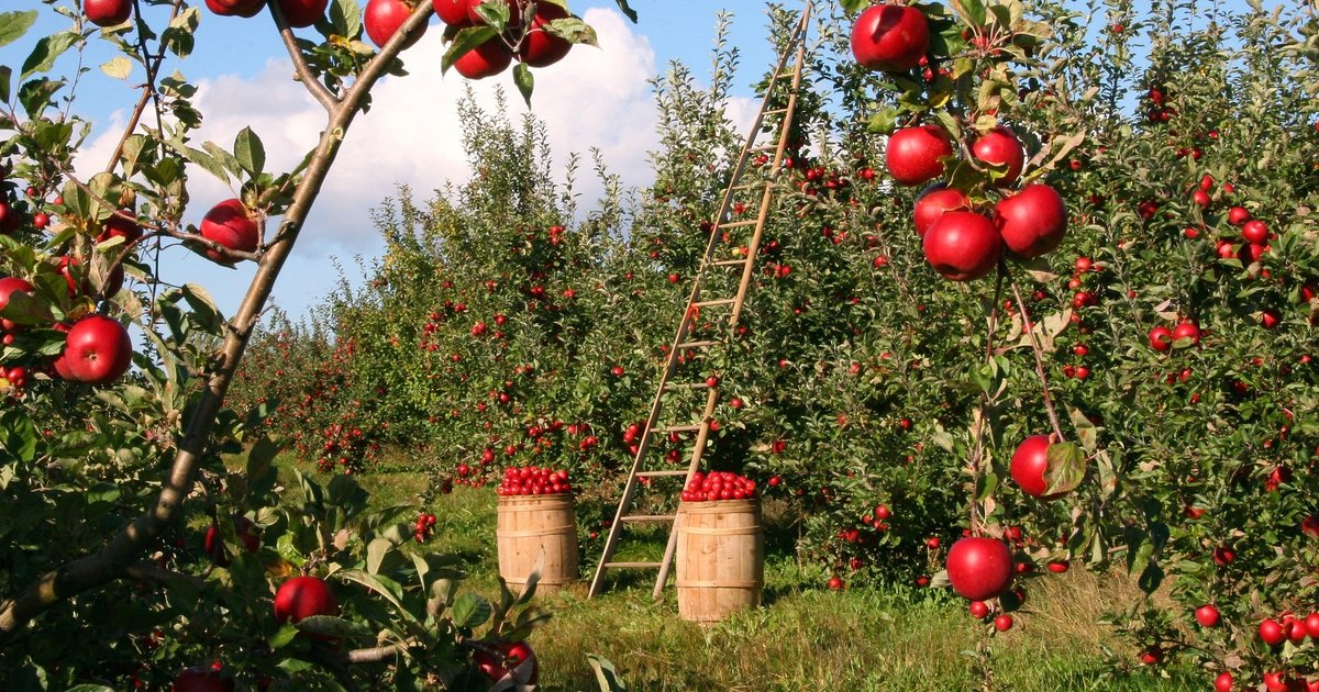 Tanaman Bisa Jadi Ladang Cuan, Ini Bisnis Tanaman Paling Menguntungkan Saat Ini