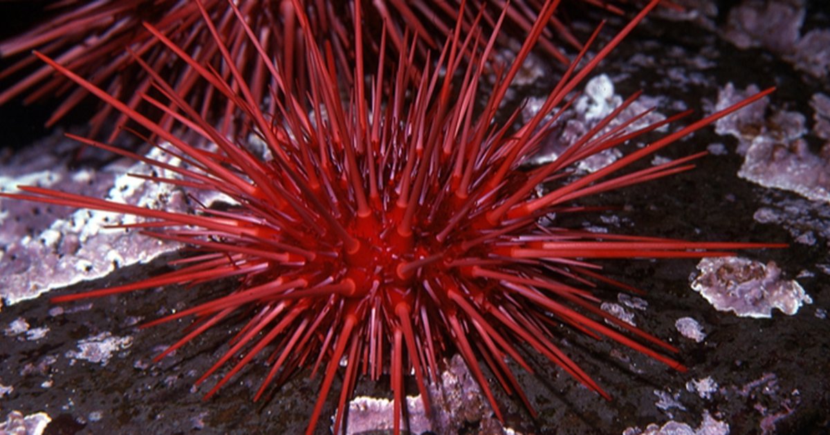 Enam Hewan Ini Berumur Panjang, Ada yang Hidup Sampai 500 Tahun