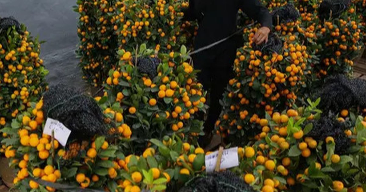 8 Pohon Buah yang Cepat Berbuah, Cocok untuk Kebun Rumah Anda