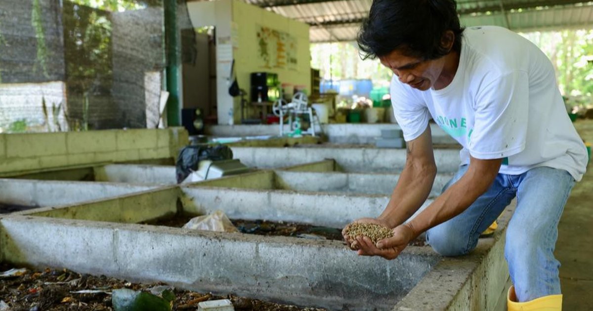 Mengelola Sampah dan Peluang Usaha Lewat Budidaya Maggot di Rumah