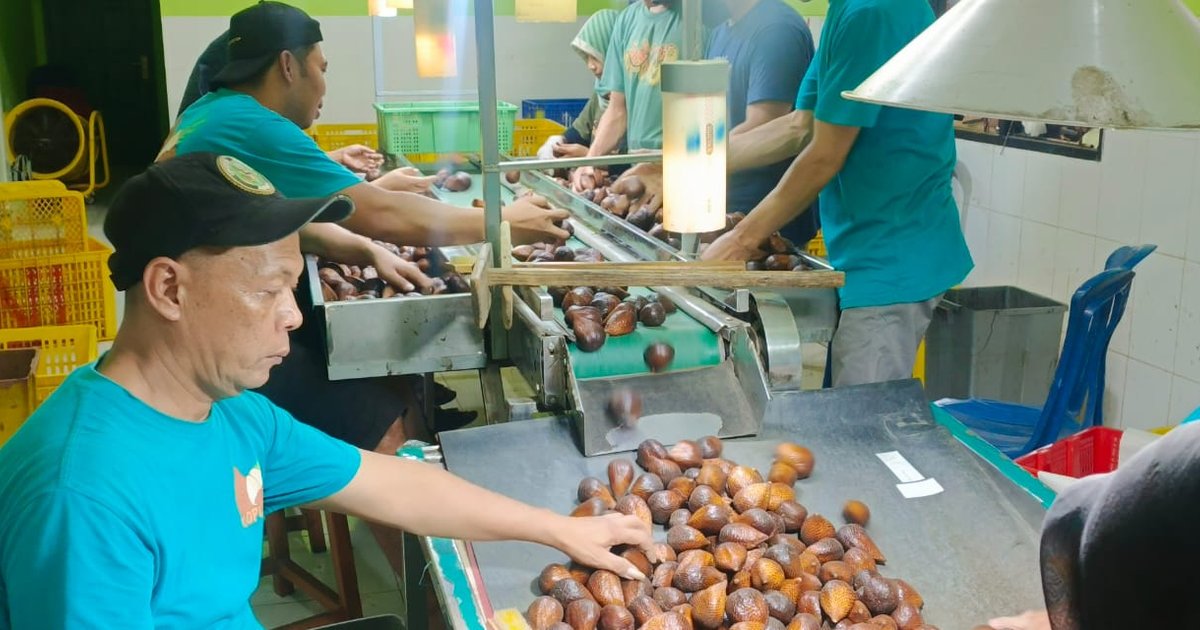 Sempat Dihentikan, Karantina Jateng Kembali Ekspor Salak ke China Sebanyak 78,5 Ton