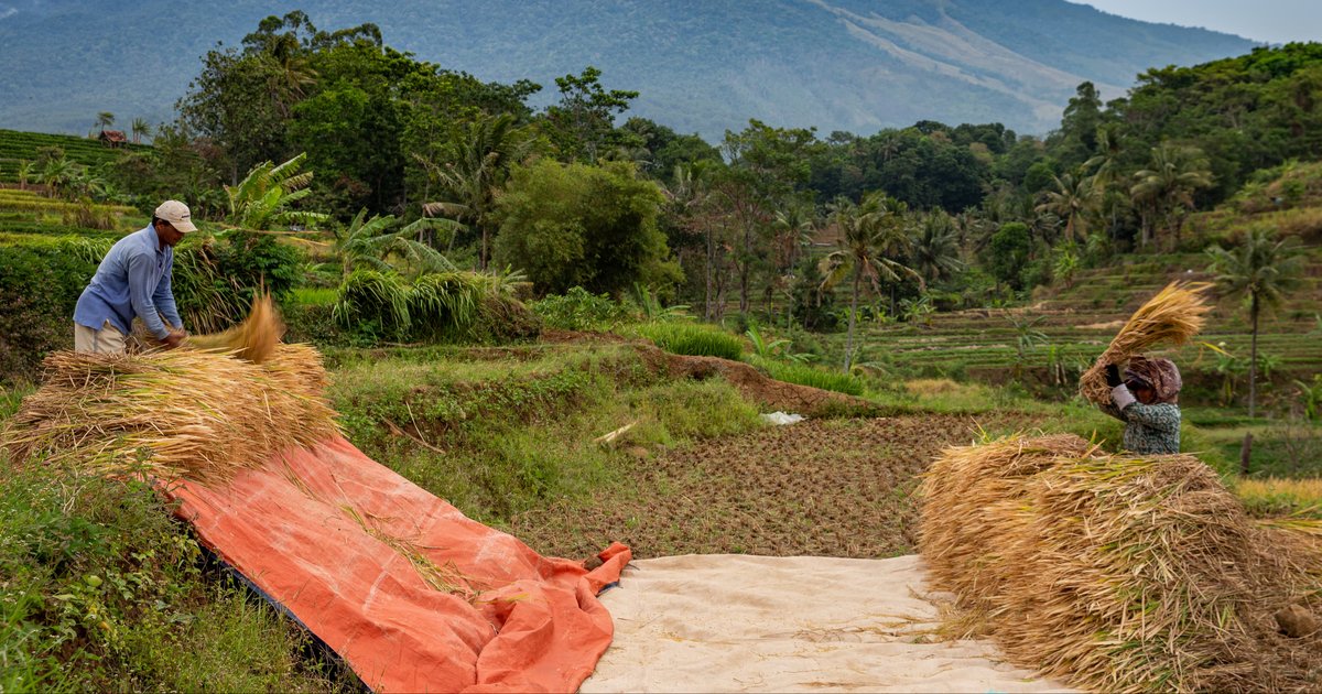 Panen Raya dan Pameran IPHA: Menteri PUPR Tunjukkan Komitmen Dukung Swasembada Pangan Nasional