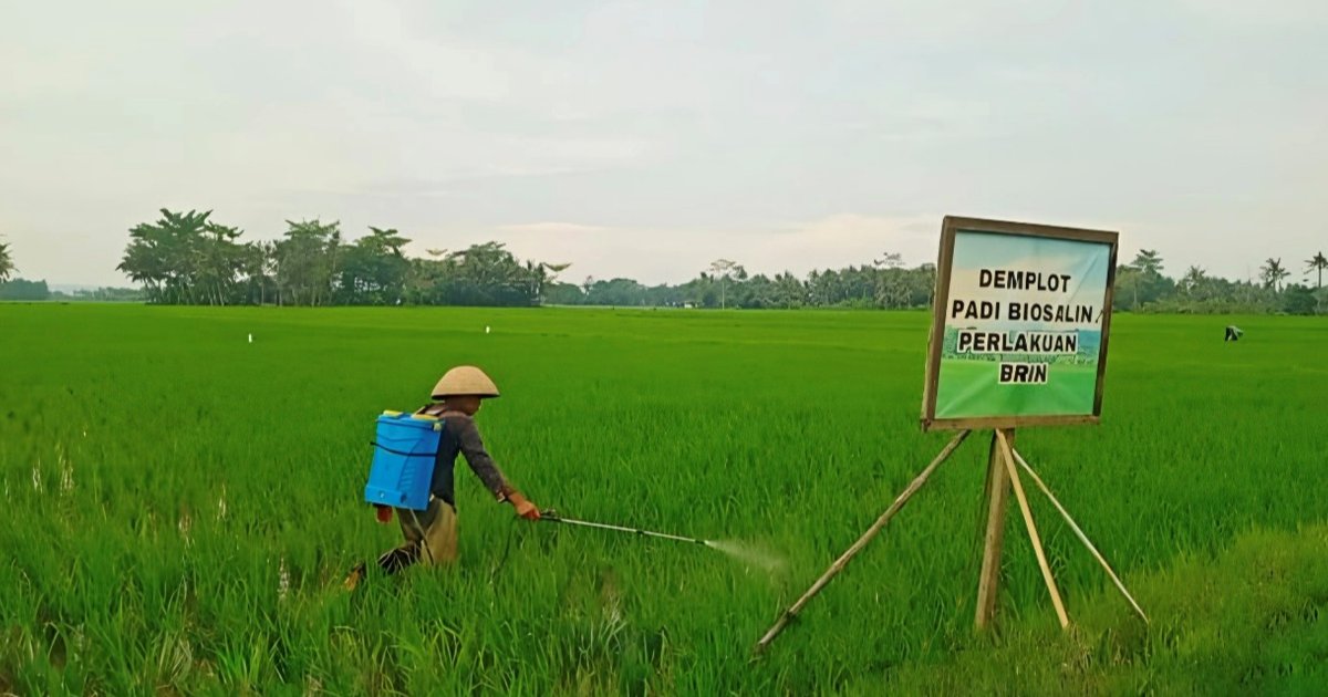 Uji Coba Varietas Biosalin Panen Perdana 16 Ton, Produktivitas Pertanian Naik dan Dukung Ketahanan Pangan