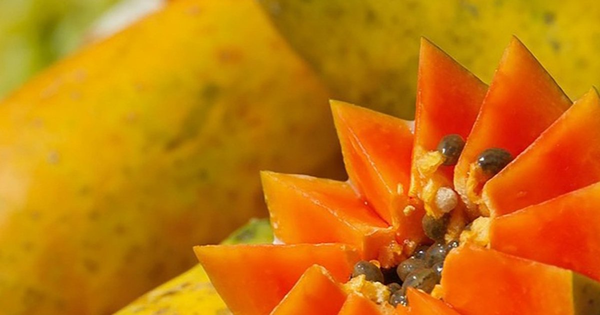 Papaya Ajaib: 10 Manfaat Ilmiah Luar Biasa Saat Dimakan Perut Kosong!