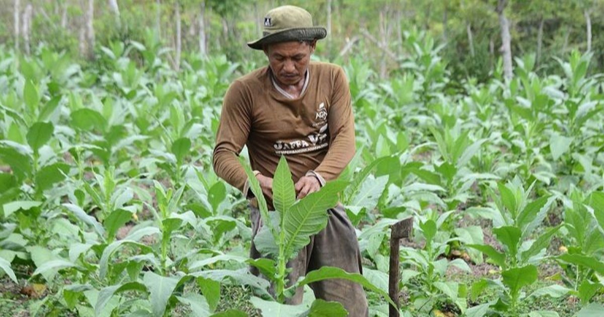 INDEF Ingatkan PP 28/2024 tentang Kesehatan Berpotensi Hambat Ekonomi dan Picu PHK