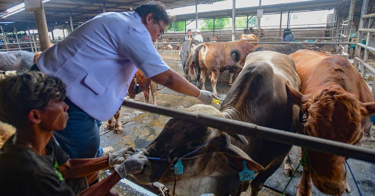 FOTO: Pemeriksaan Kesehatan Hewan Kurban Jelang Iduladha 2025