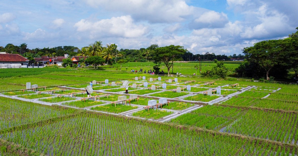 Inovasi Banyuwangi: Beras Biofortifikasi, Solusi Pangan Bernutrisi dan Ramah Lingkungan!