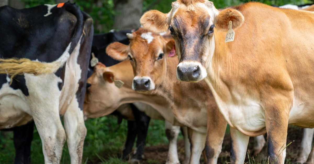 Kronologi Sapi Seberat 500 Kg Lebih Tercebur ke Kolam Renang Bekas Sedalam 5 Meter Diselamatkan Damkar - merdeka | OPSIIN-1