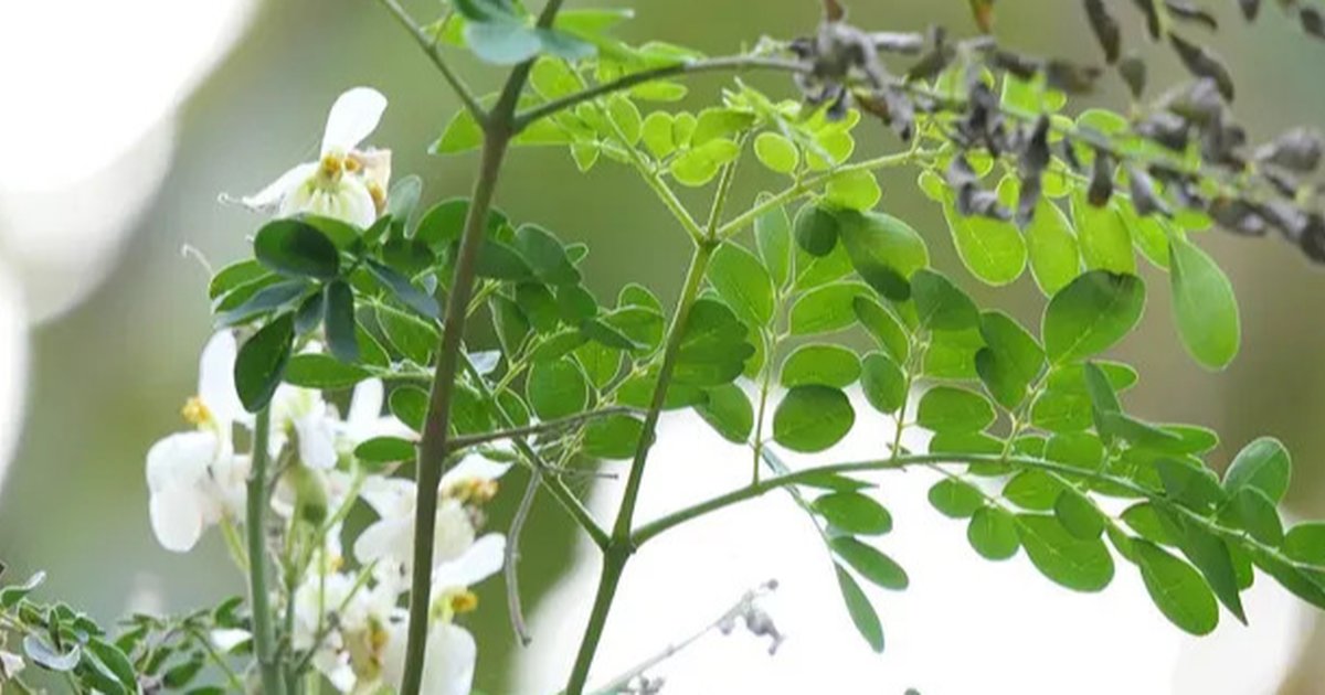 15 Khasiat Teh Daun Kelor, Rahasia Kesehatan dari 'Pohon Ajaib' untuk Menjaga Kebugaran Tubuh