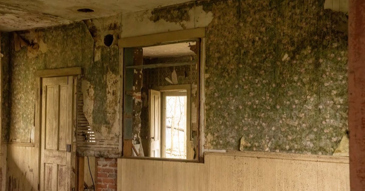 Waspadai Black Mold pada Dinding, Jamur Berbahaya bagi Kesehatan