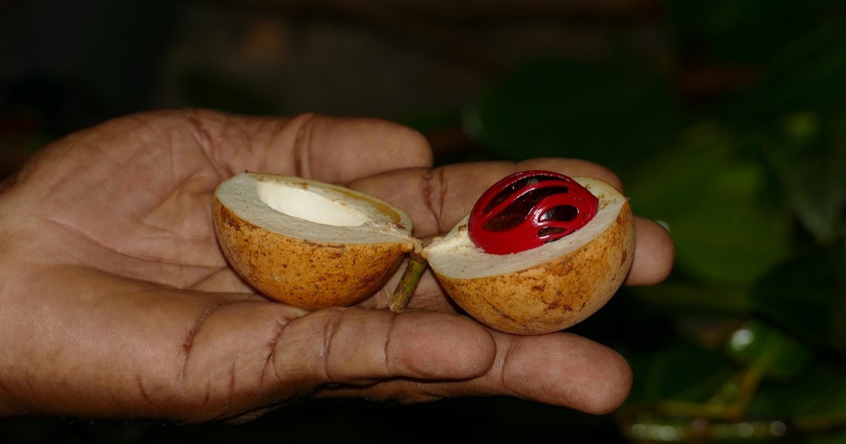 11 Khasiat Ajaib Buah Pala, Ini Rahasia Rempah Nusantara untuk Kesehatan Tubuh