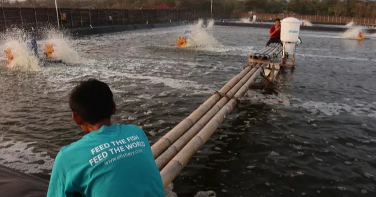 eFishery: Kejayaan Startup Akuakultur Terhenti? Skandal Keuangan, PHK Massal, dan Nasib Pendiri Jadi Sorotan