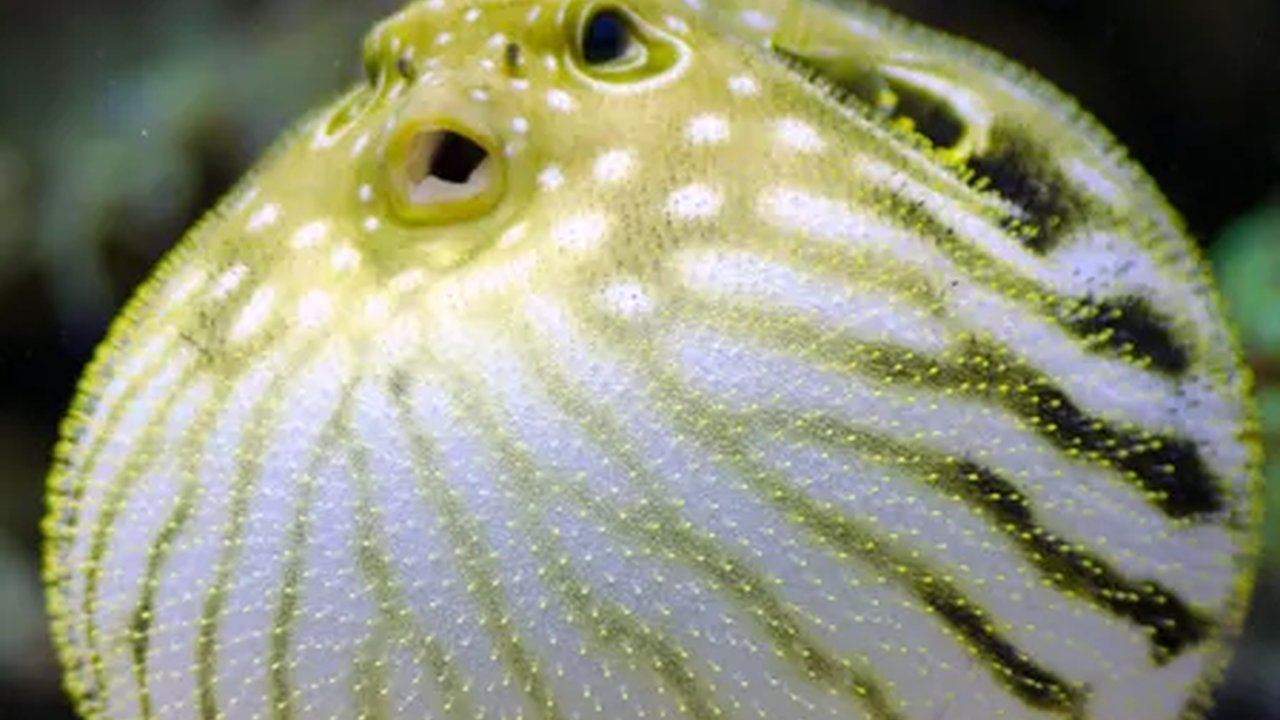 Walau Bentuknya Unik, Ikan Buntal Ternyata Berahaya, Lho!