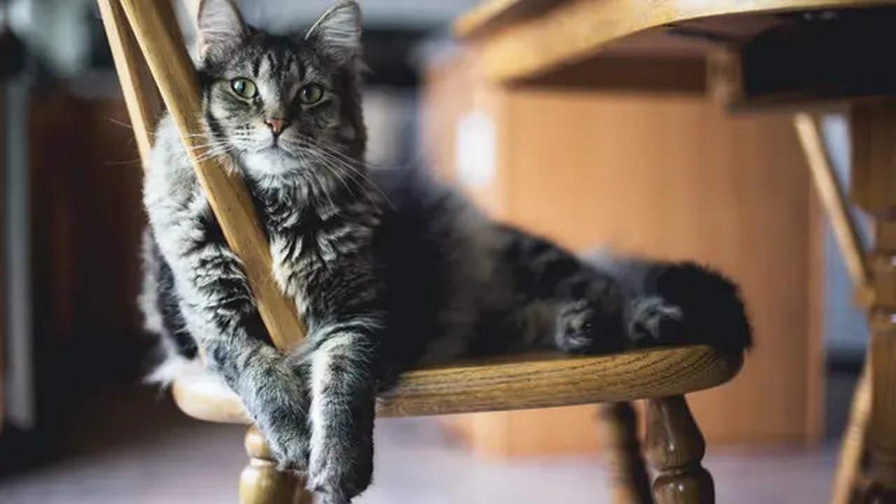 Ilustrasi nama, kucing, lucu. (Photo by Kari Shea on Unsplash)