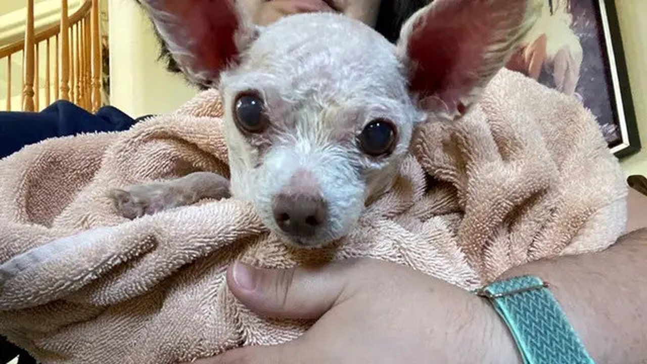Gizmo dalam pelukan Judith Monarrez. (Dok. Judith Monarrez/AP)