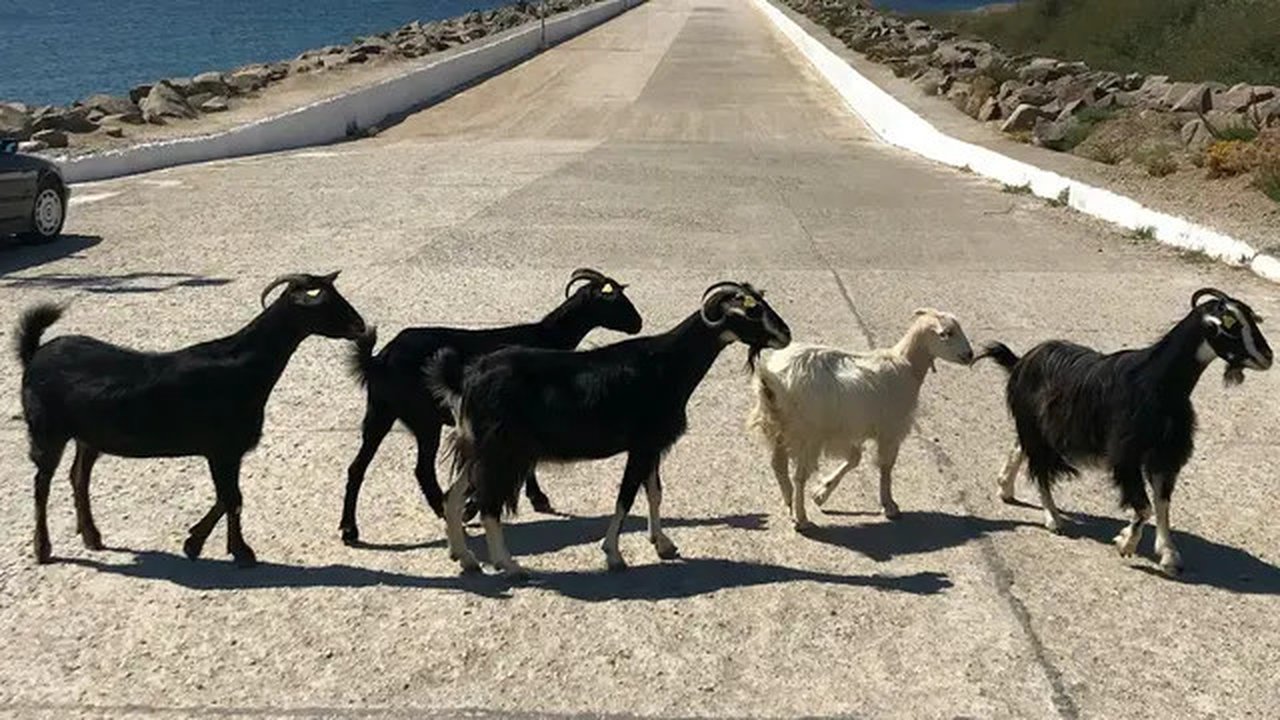 Kambing di Kanada Lepas Kandang Malah Ikut Lari Maraton (Sumber: Ilustrasi Kambing Pexels/cansu D)
