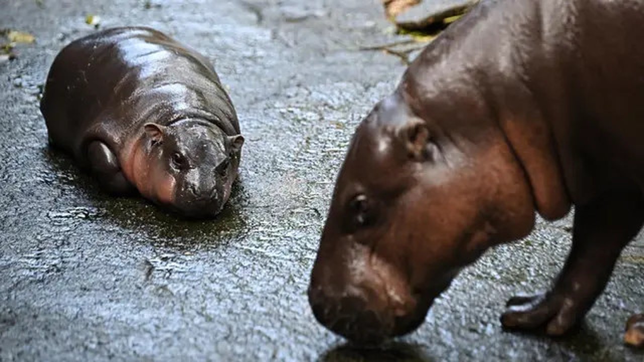Moo Deng dalam bahasa Thailand berarti 'bouncy pig' alias babi mantul seperti bola. (Lillian SUWANRUMPHA/AFP)