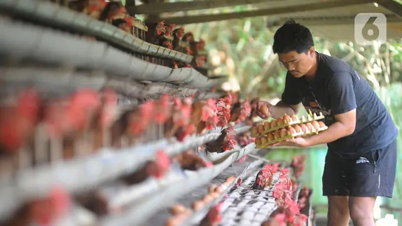 Peternak memanen telur ayam ras di peternakannya di Kampung Kebon Kopi, Pengasinan, Bogor, Kamis  (15/12/2022). Menurut peternak setempat, kenaikan harga telur di tingkat peternak disebabkan