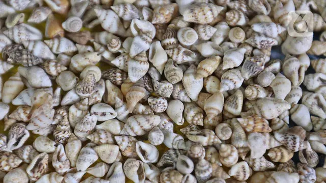 Limbah kerang yang akan dibuat menjadi kerajinan di Kawasan Ancol Jakarta, Kamis (14/11/2019). Limbah cangkang kerang itu dimanfaatkan Sugiro (39) untuk dibuat menjadi berbagai kerajinan deng