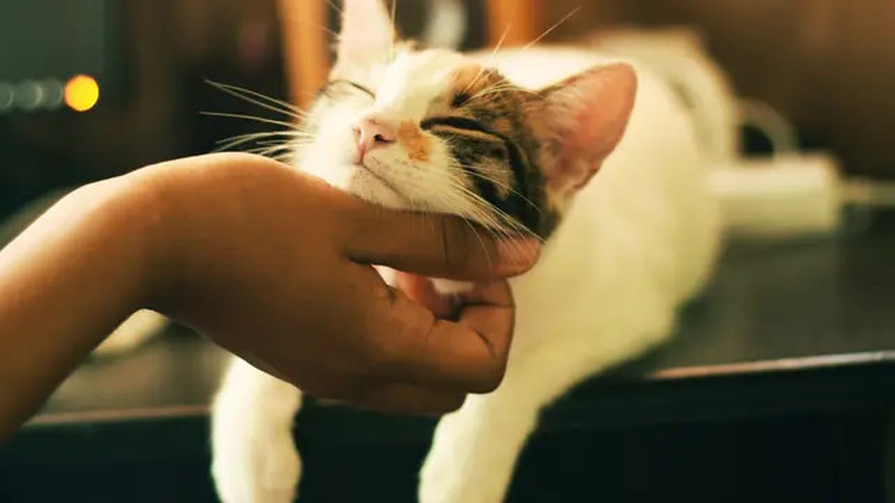 Ilustrasi/Copyright unsplash/Yerlin Matu