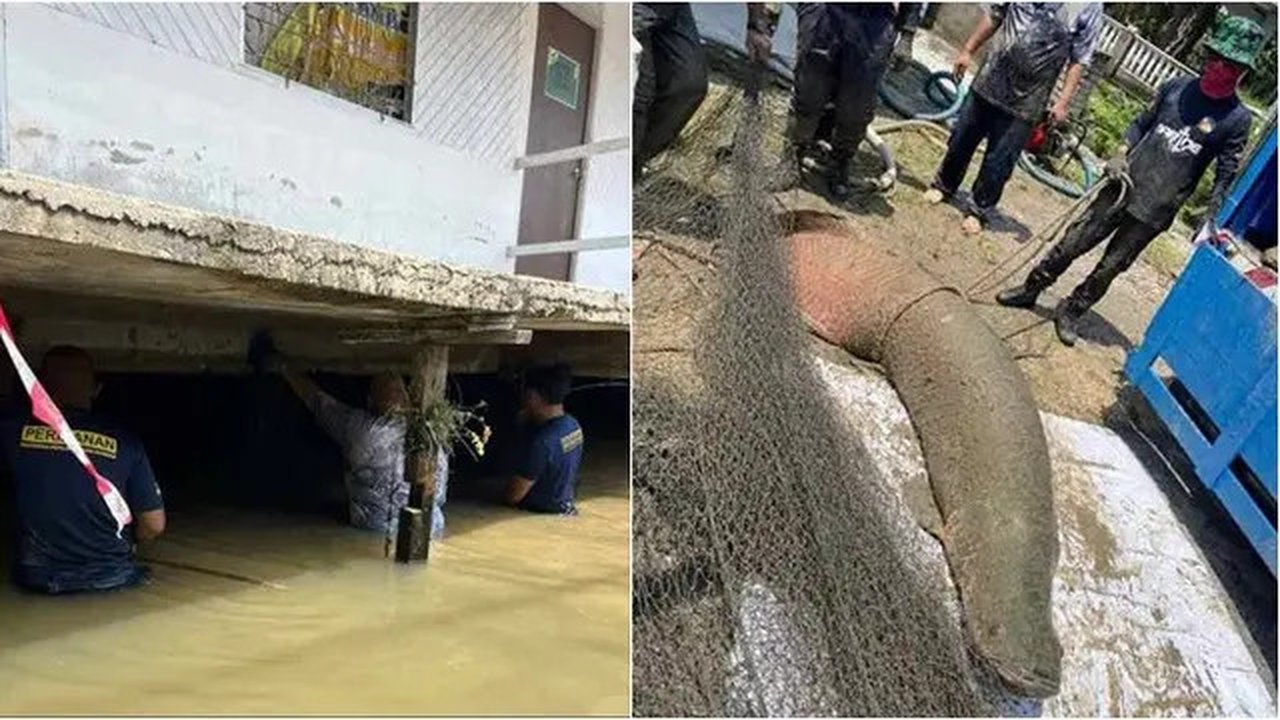 Petugas menangkap tiga arapaima berukuran besar dalam operasi lebih dari tujuh jam di Masjid Tanah, Malaka. (sumber: Sinar Harian)