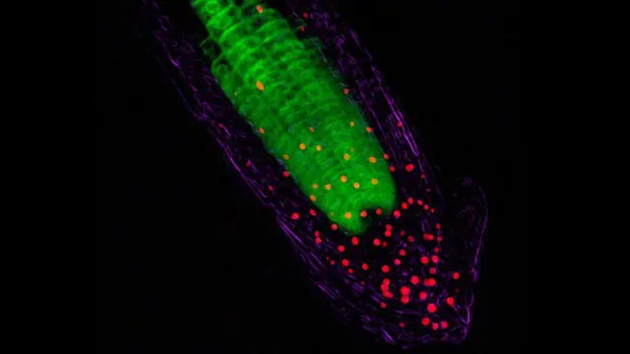 Batang pohon bertindak seperti kabel serat optik yang menghantar cahaya menuju fitokrom, yaitu reseptor cahaya pada akar tumbuhan. (Sumber Science Photo Library/Dr. John Runions)