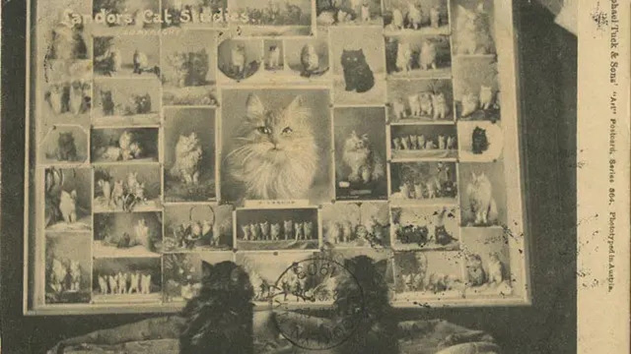 Sebuah kartu pos yang menunjukkan dua kucing yang sedang melihat foto-foto kucing lain. (Wikimedia Commons)