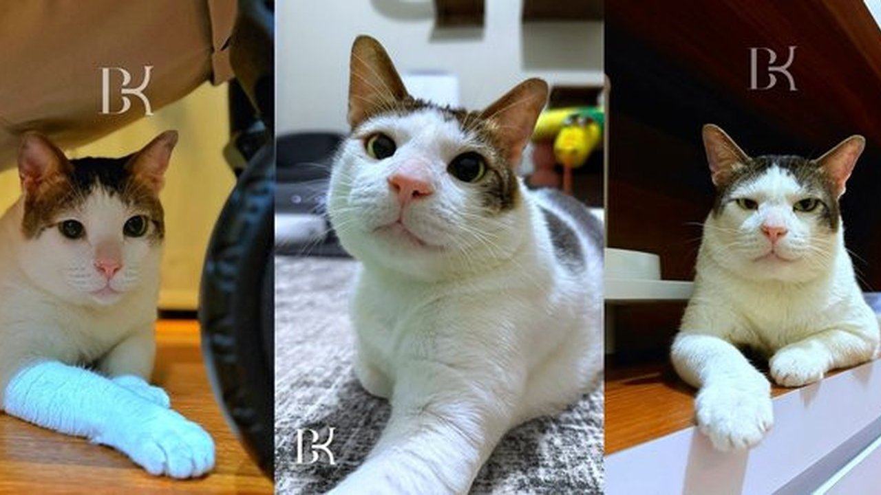 Banyak yang salfok dengan kehadiran Bobby Kertanegara. Jika belum tahu, dia adalah kucing kesayangan Presiden Prabowo yang belakangan ikut diboyong ke Istana Negara.