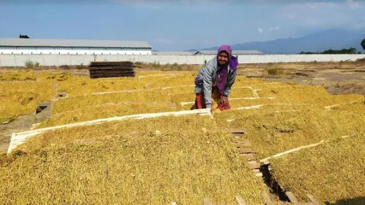 Petani Tembakau (Foto:Liputan6.com/Dian Kurniawan)