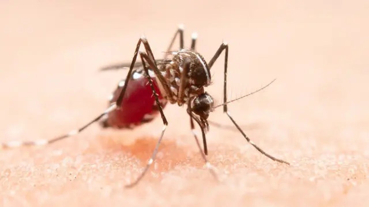 Epidemiolog Khawatir Tren Kenaikan DBD 2024 Didominasi Dengue Virus Serotype 2. Foto: Jcomp Freepik.
