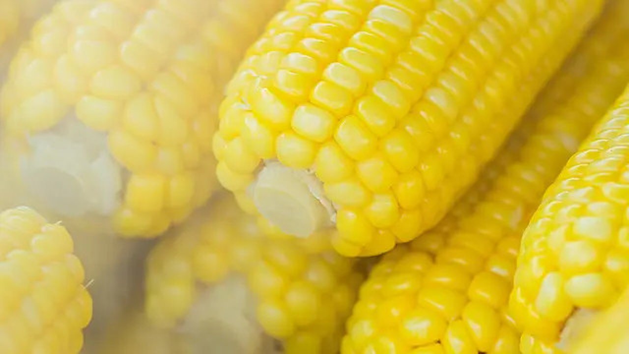 ilustrasi jagung rebus/Photo by it's me neosiam from Pexels